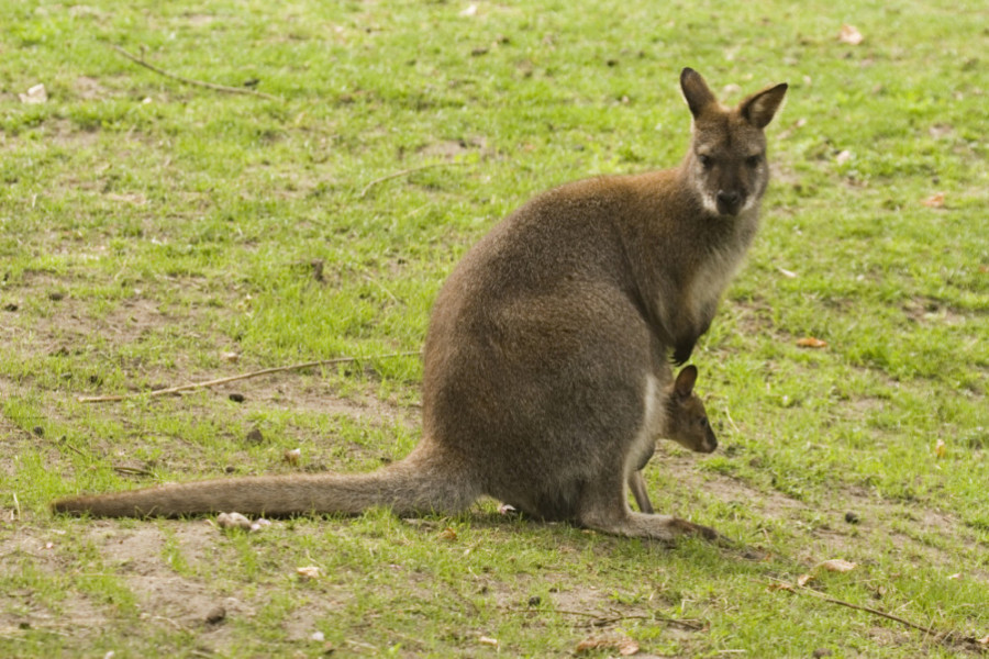 Red-necked Wallaby svg #14, Download drawings