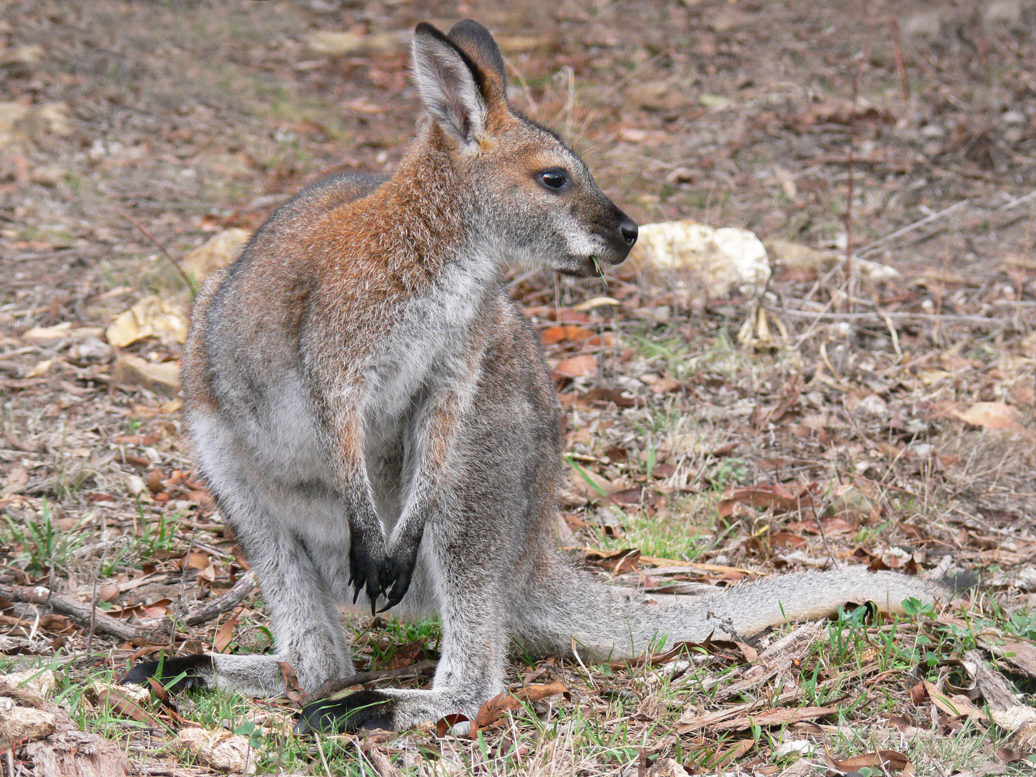 Red-necked Wallaby svg #3, Download drawings