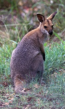 Red-necked Wallaby svg #8, Download drawings