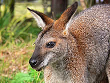 Red-necked Wallaby svg #20, Download drawings