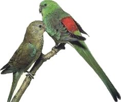 Red-rumped Parrot clipart #5, Download drawings