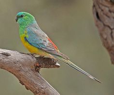Red-rumped Parrot clipart #4, Download drawings