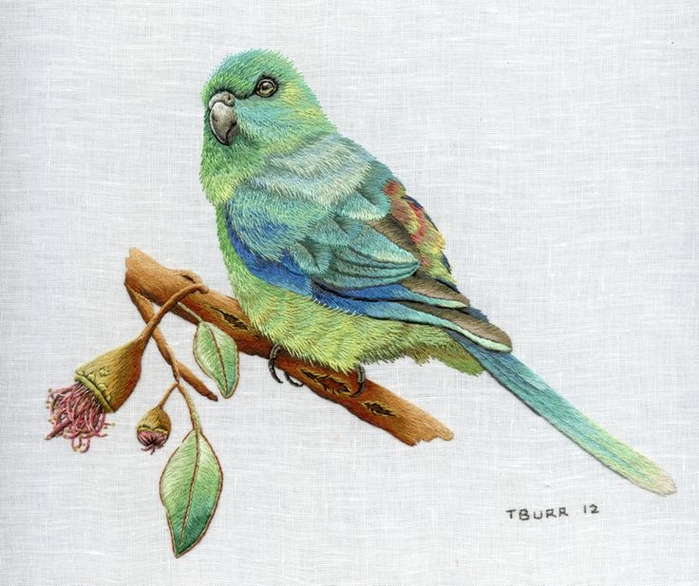 Red-rumped Parrot svg #14, Download drawings