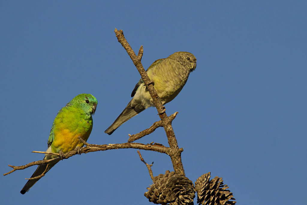 Red-rumped Parrot svg #15, Download drawings
