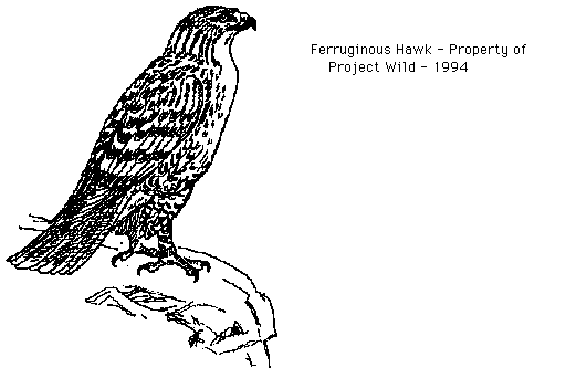Red-tailed Hawk clipart #1, Download drawings