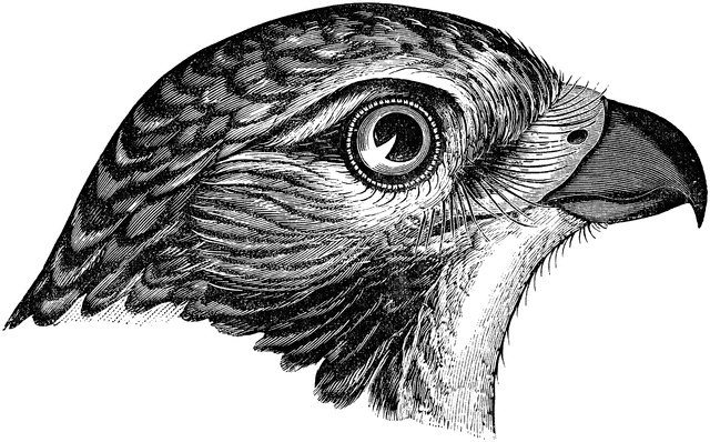Red-tailed Hawk clipart #4, Download drawings