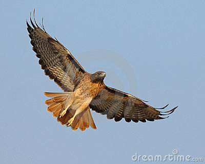Red-tailed Hawk clipart #13, Download drawings