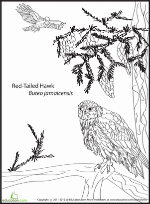 Red-tailed Hawk coloring #15, Download drawings