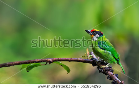 Red-Throated Barbet coloring #15, Download drawings