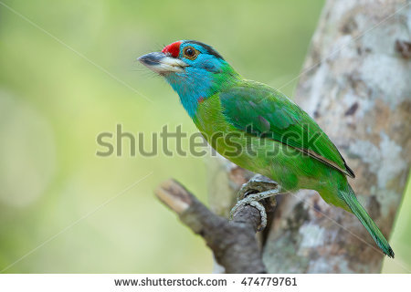 Red-Throated Barbet coloring #20, Download drawings