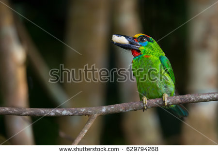 Red-Throated Barbet coloring #11, Download drawings