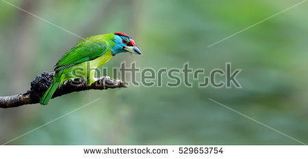 Red-Throated Barbet coloring #10, Download drawings