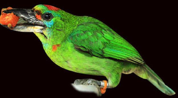 Red-Throated Barbet coloring #3, Download drawings