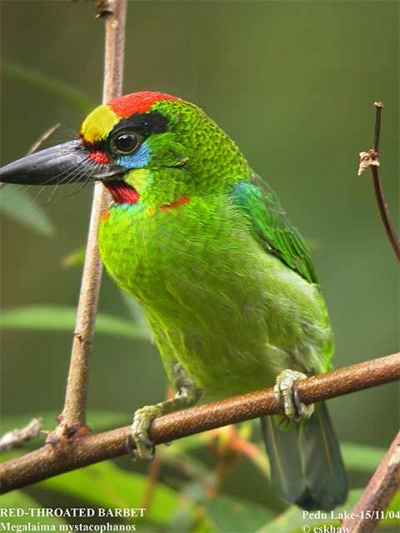 Red-Throated Barbet svg #12, Download drawings