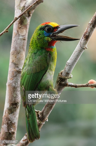 Red-Throated Barbet svg #11, Download drawings