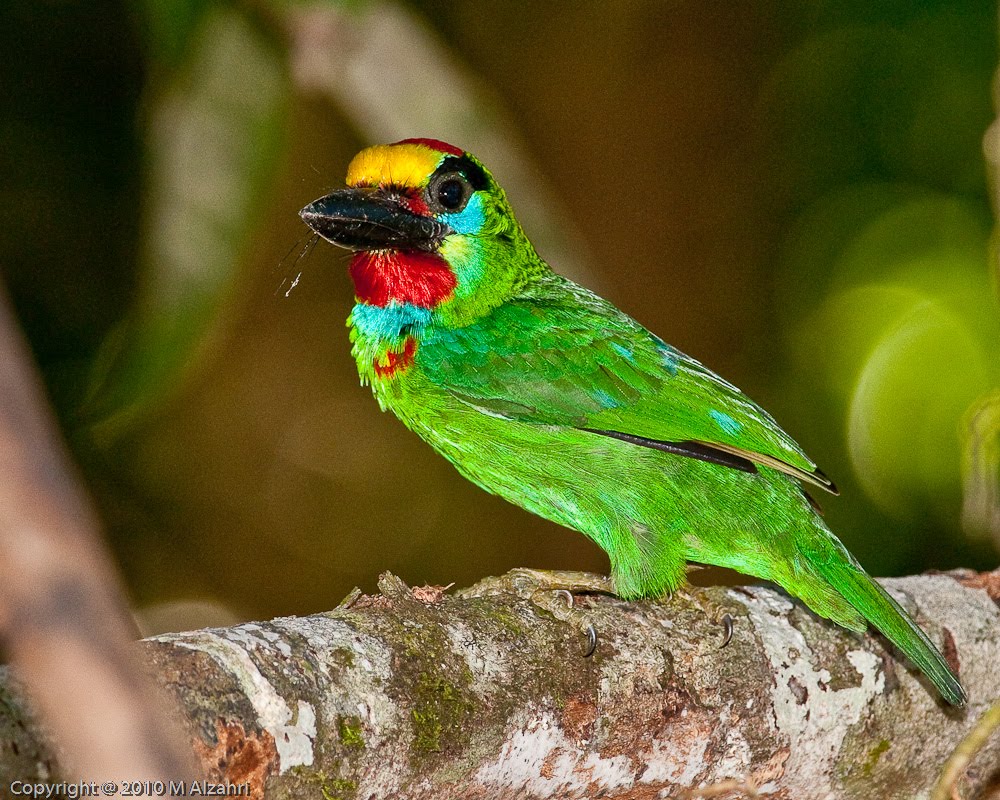 Red-Throated Barbet svg #17, Download drawings
