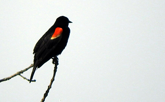 Red-winged Blackbird clipart #4, Download drawings
