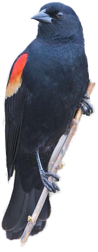 Red-winged Blackbird clipart #16, Download drawings