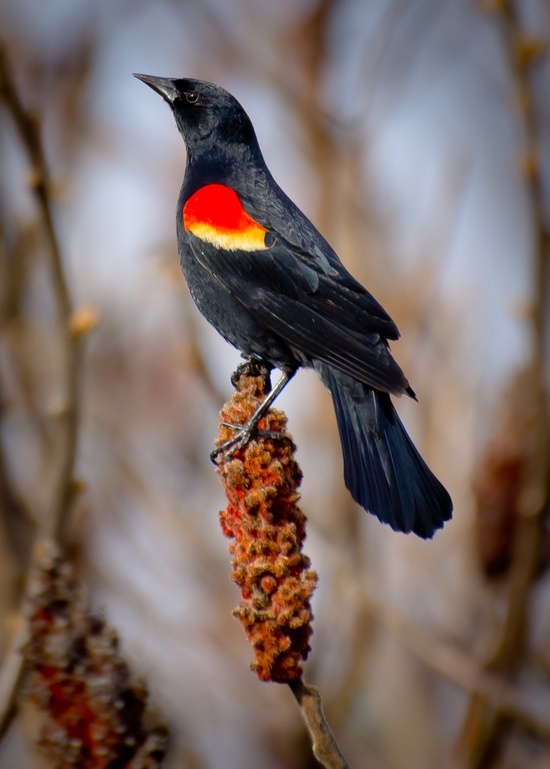 Red-winged Blackbird svg #12, Download drawings