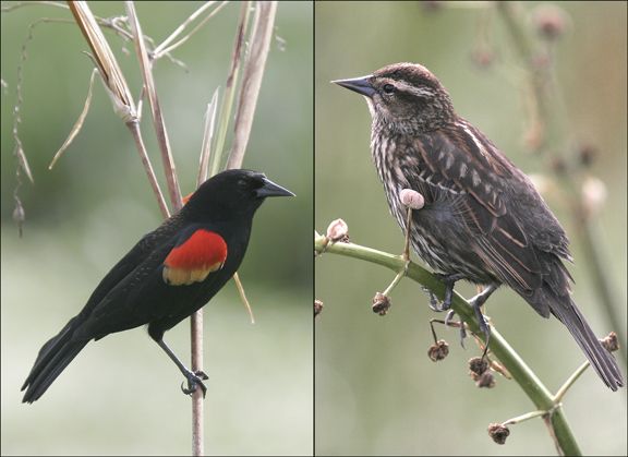 Red-winged Blackbird svg #11, Download drawings