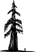 Redwood clipart #8, Download drawings