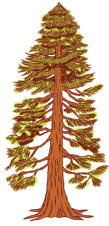 Redwood clipart #10, Download drawings