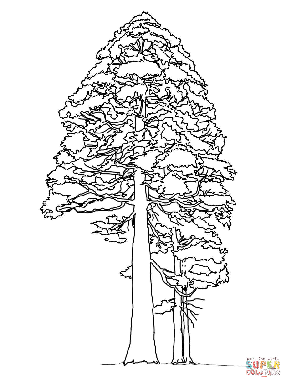 Sequoia coloring #4, Download drawings