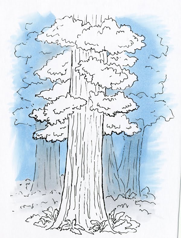Redwood coloring #17, Download drawings