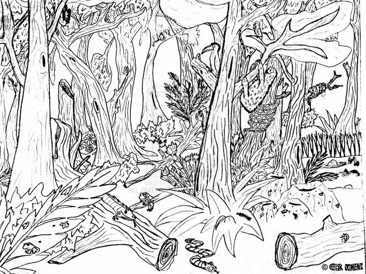 Redwood coloring #11, Download drawings