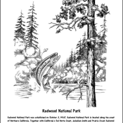 Redwood coloring #10, Download drawings
