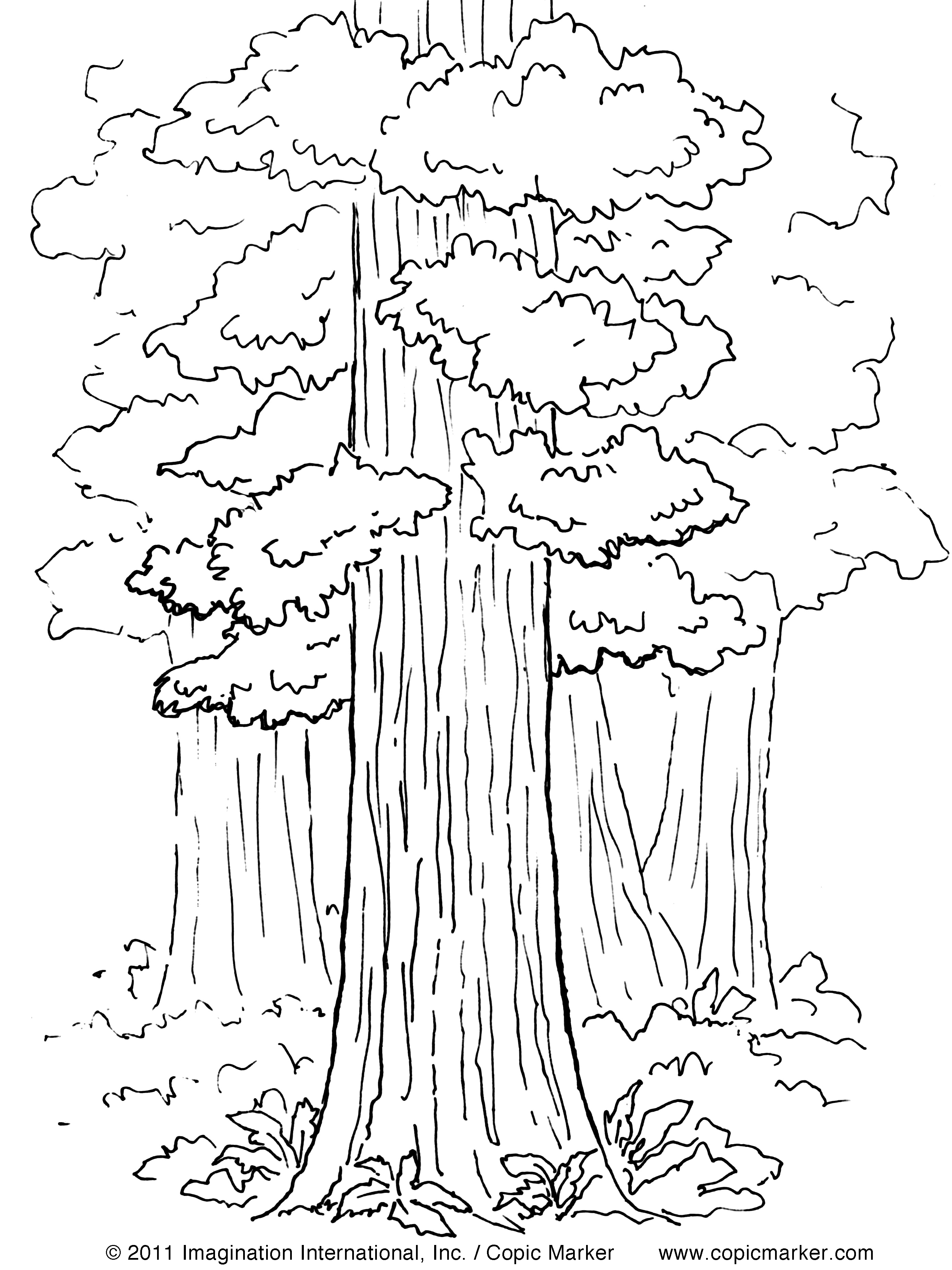 Redwood coloring #8, Download drawings