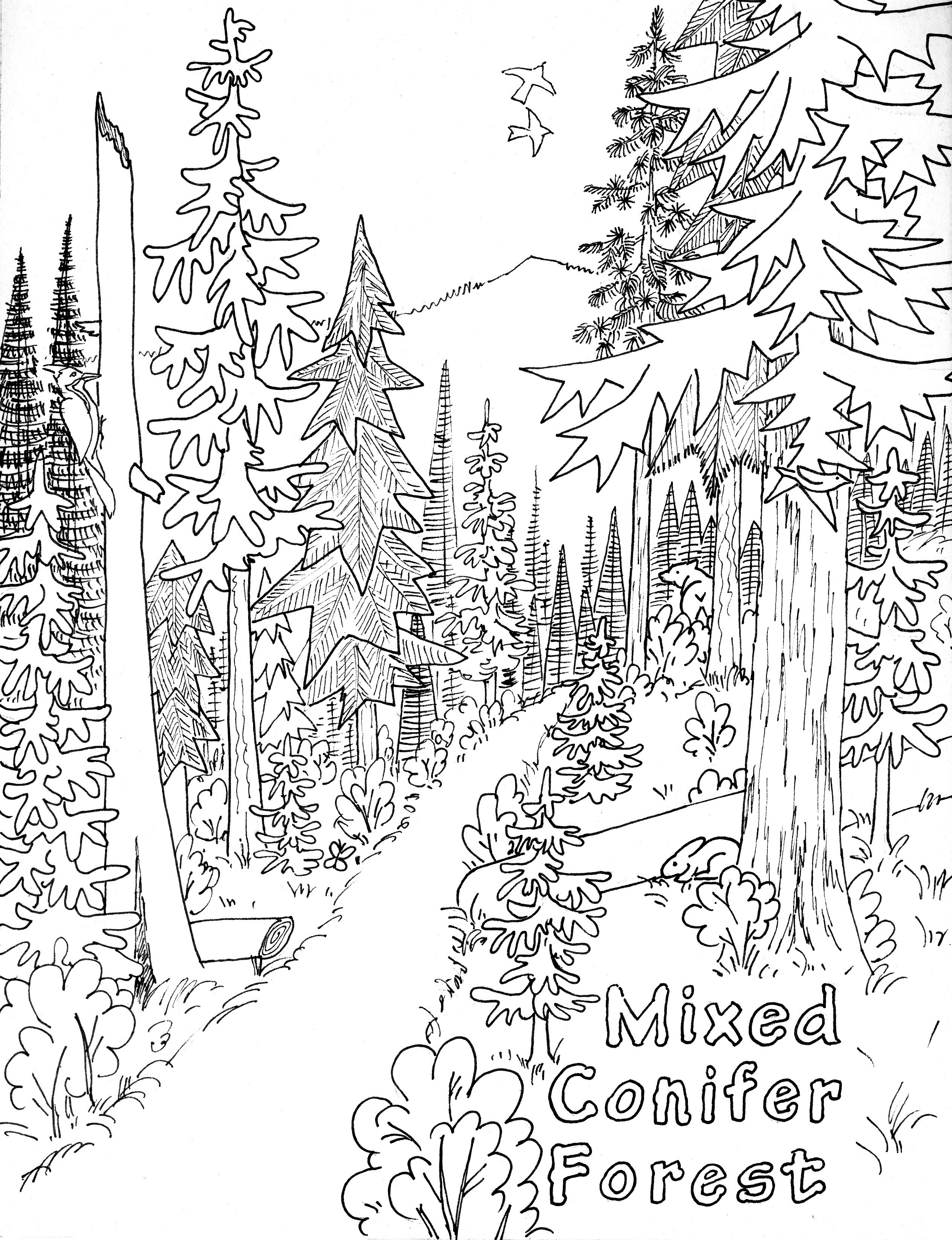 Redwood coloring #1, Download drawings