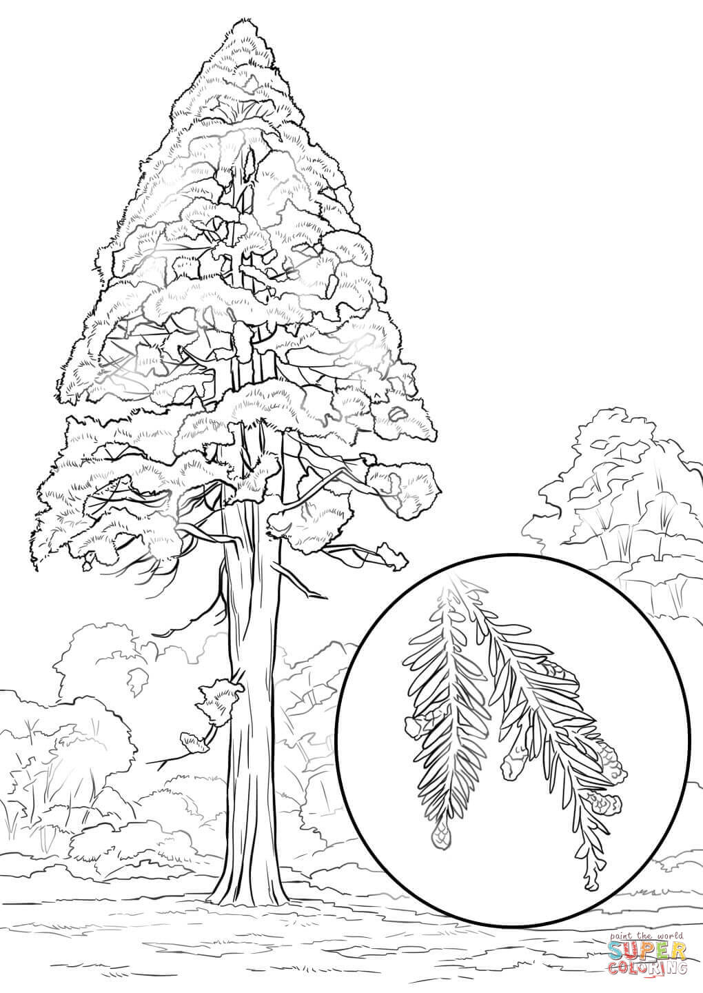 Sequoia coloring #5, Download drawings