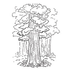 Redwood coloring #6, Download drawings
