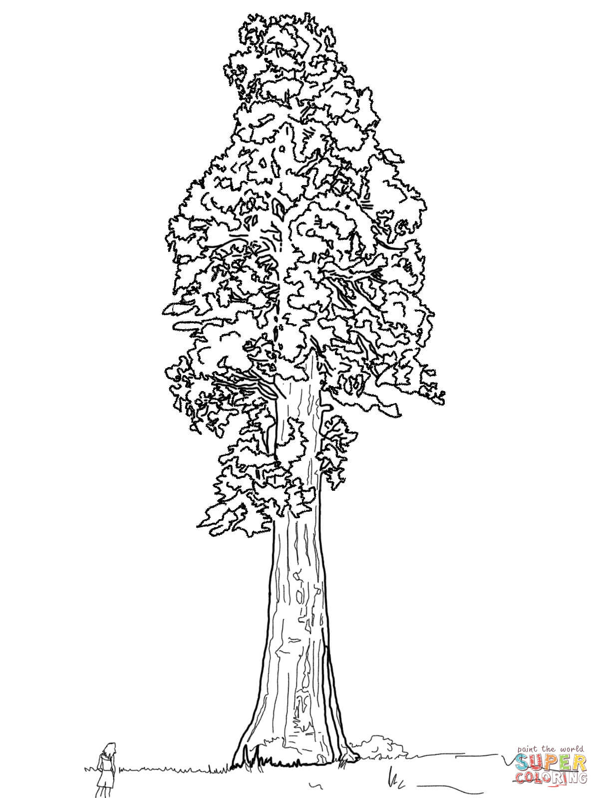 Sequoia coloring #6, Download drawings