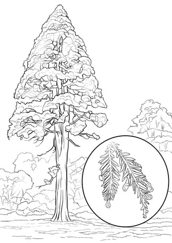 Sequoia coloring #1, Download drawings