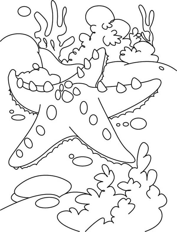 Reef coloring #18, Download drawings