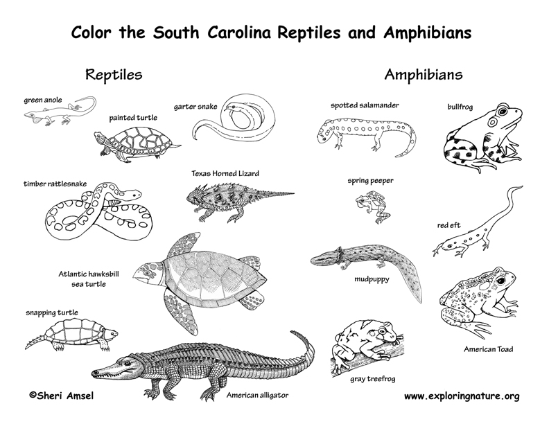 Reptile coloring #10, Download drawings