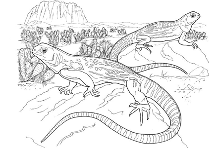 Reptile coloring #11, Download drawings