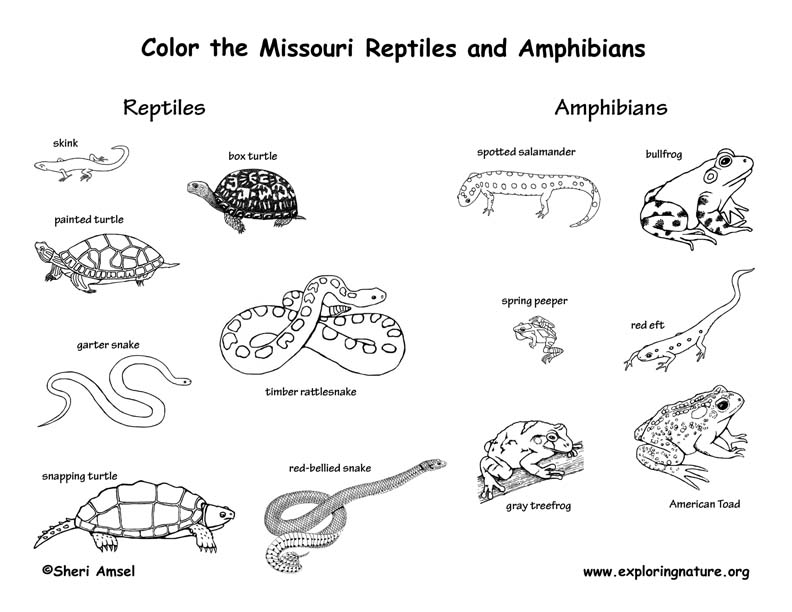 Reptile coloring #2, Download drawings