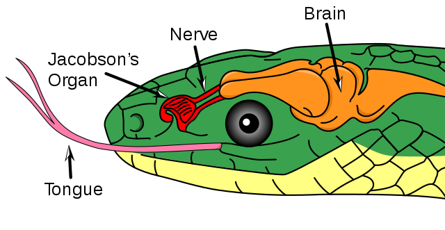 Reptile svg #12, Download drawings