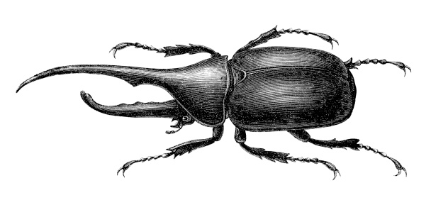 Rhinoceros Beetle clipart #14, Download drawings