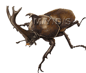 Rhinoceros Beetle clipart #3, Download drawings