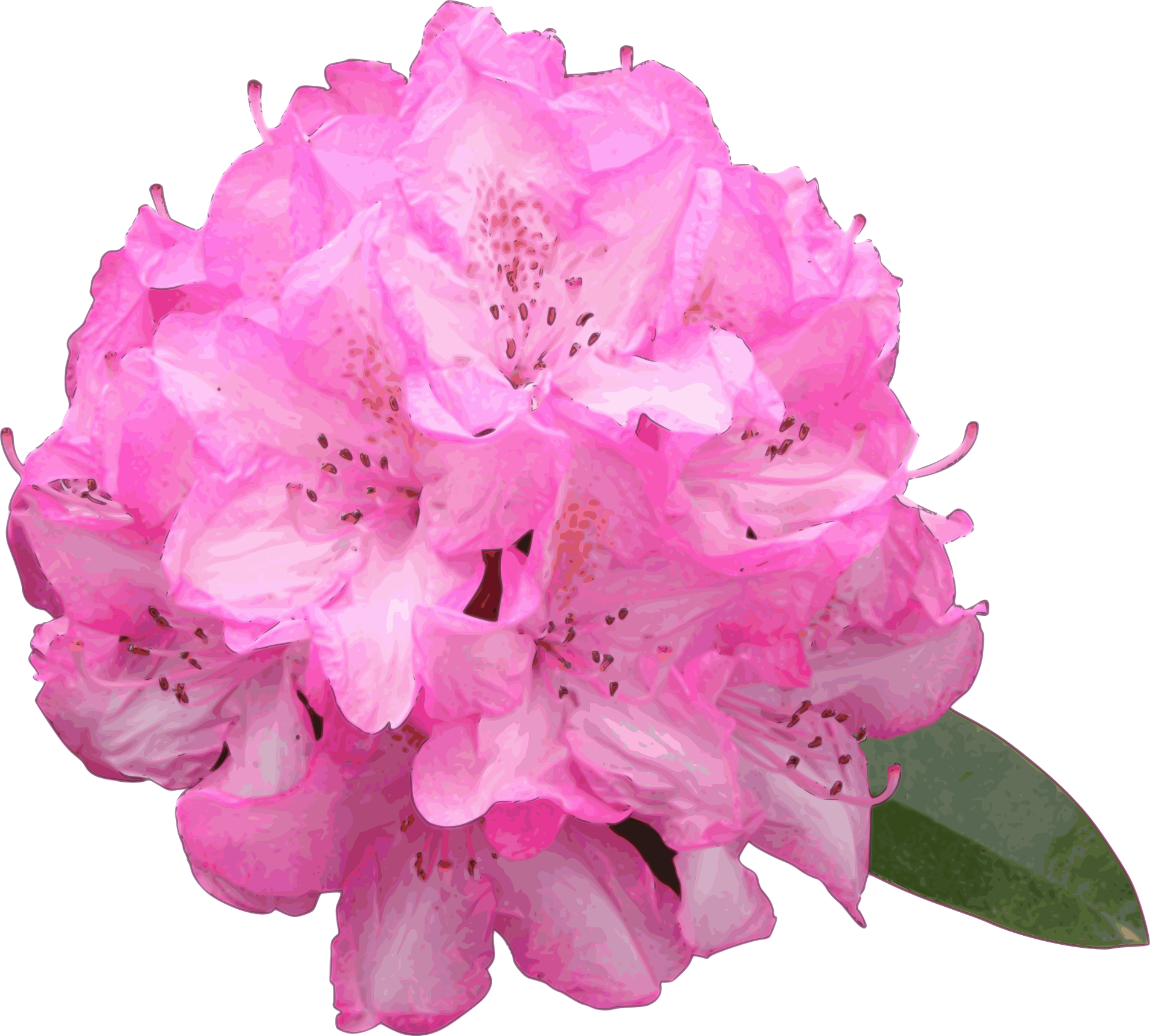 Rhododendrun svg #17, Download drawings