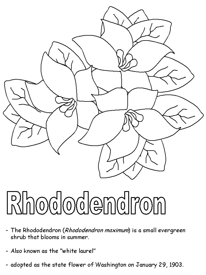 Rhododendron coloring #2, Download drawings