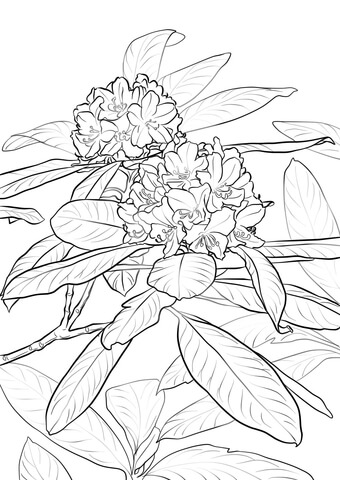 Rhododendrun coloring #6, Download drawings