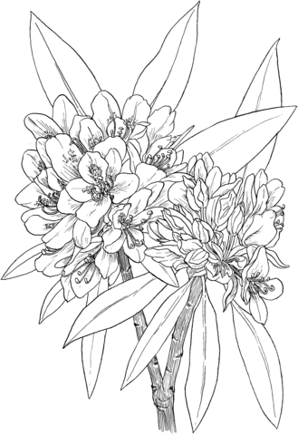Rhododendrun coloring #4, Download drawings