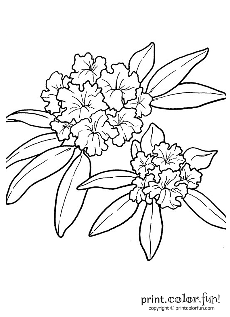 Rhododendron coloring #5, Download drawings