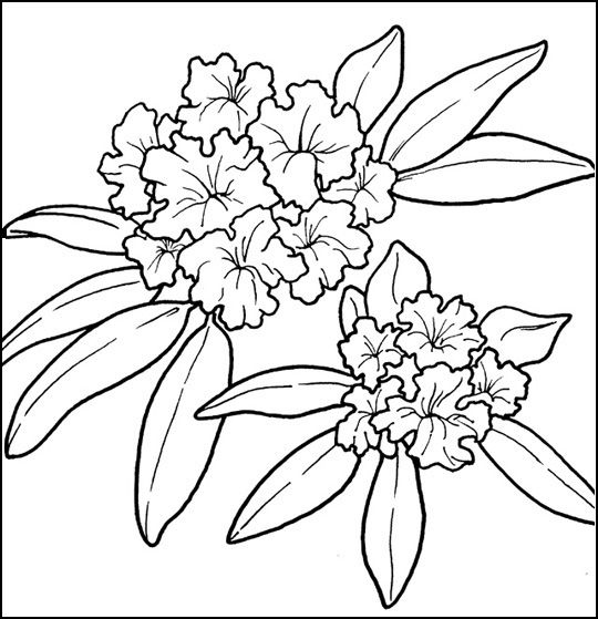 Rhododendron coloring #3, Download drawings