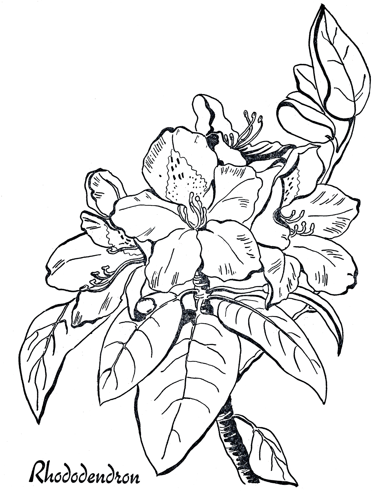 Rhododendrun coloring #7, Download drawings
